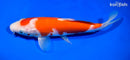 10" KOHAKU