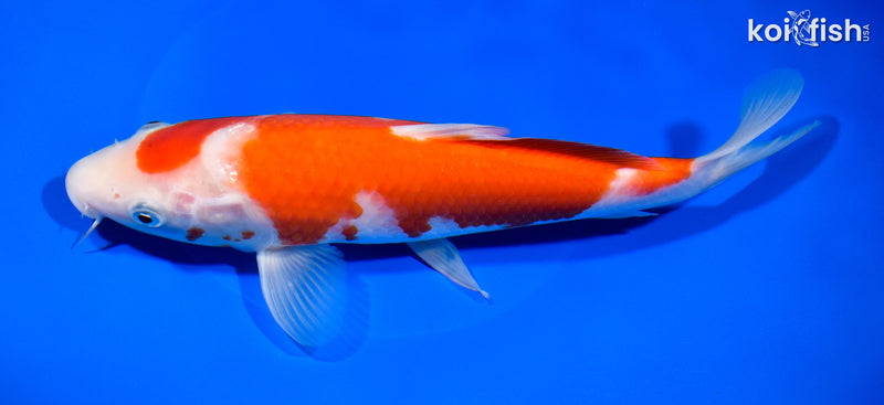 10" KOHAKU