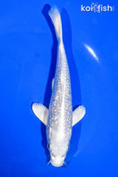 6.5" GINRIN PLATINUM OGON
