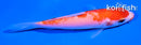 4.5" KUCHIBENI KOHAKU