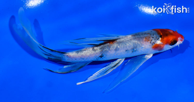 5.5" SANKE BUTTERFLY