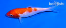 4.5" GINRIN KOHAKU