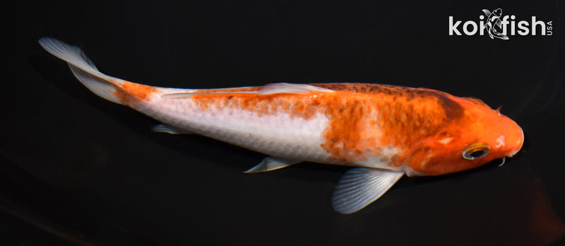 6.75" GOROMO