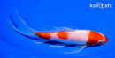 7.75" KOHAKU BUTTERFLY
