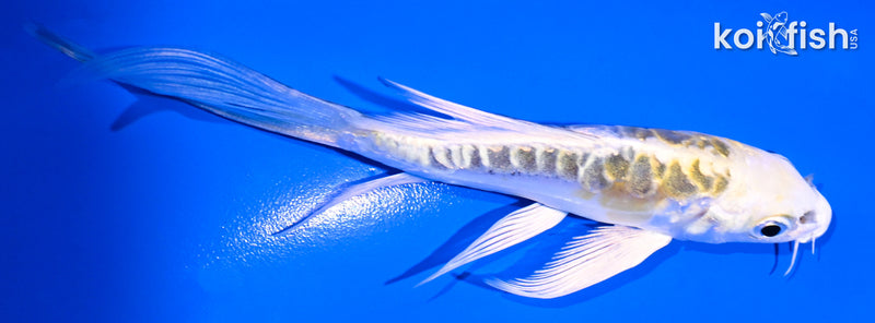 5" KIN KIKOKURYU BUTTERFLY