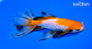6.5" CALICO WATONAI GOLDFISH