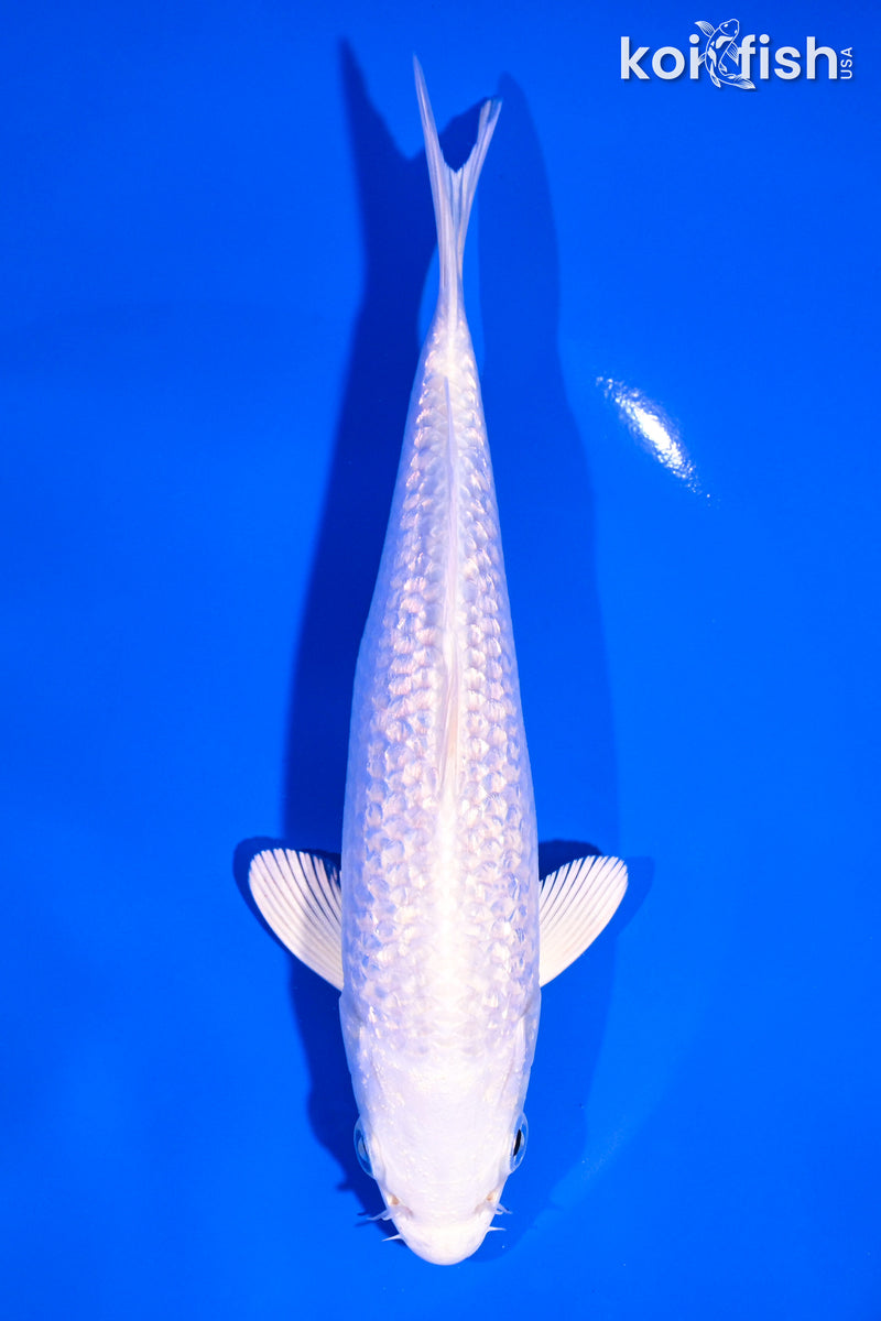 6.5" GINRIN PLATINUM OGON