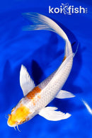 8.25" HARIWAKE BUTTERFLY