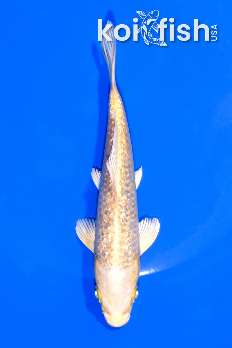 5.5" GINRIN YAMABUKI OGON
