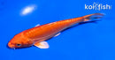 5" DOITSU ORENJI OGON