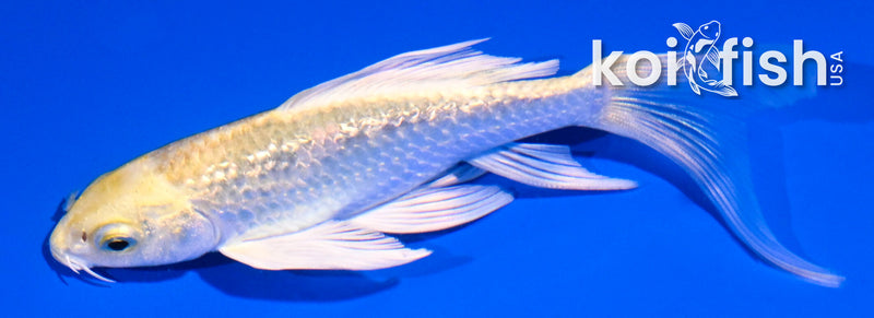 5" GINRIN YAMABUKI OGON BUTTERFLY