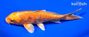 6.75" ARAGOKE ORENJI OGON