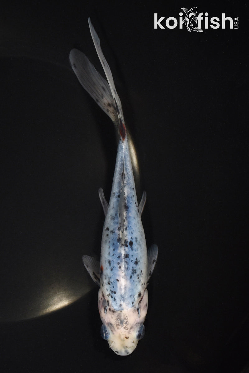 7" SHUBUNKIN GOLDFISH