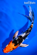 5.5" YAMATO NISHIKI BUTTERFLY