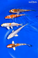 PACK OF (5) 4-4.5" STANDARD KOI