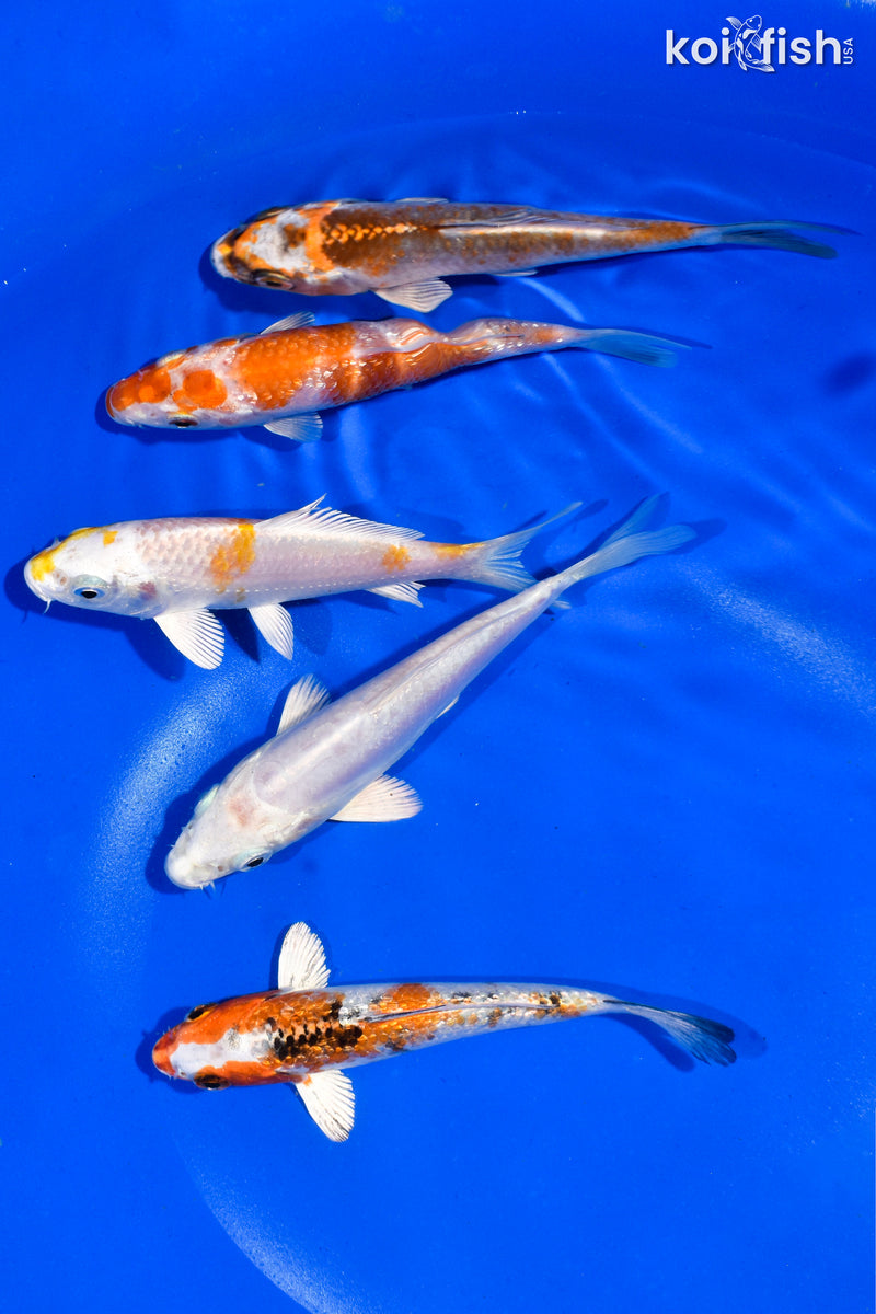 PACK OF (5) 4-4.5" STANDARD KOI