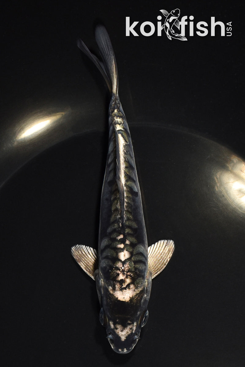 5.5" ARAGOKE KIKOKURYU