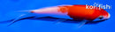 4" KOHAKU
