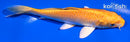 5.5" YAMABUKI OGON