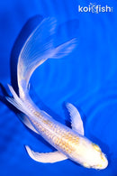 6.25" GINRIN LEMON HARIWAKE BUTTERFLY