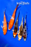 PACK OF (5) 3.75-4" STANDARD KOI