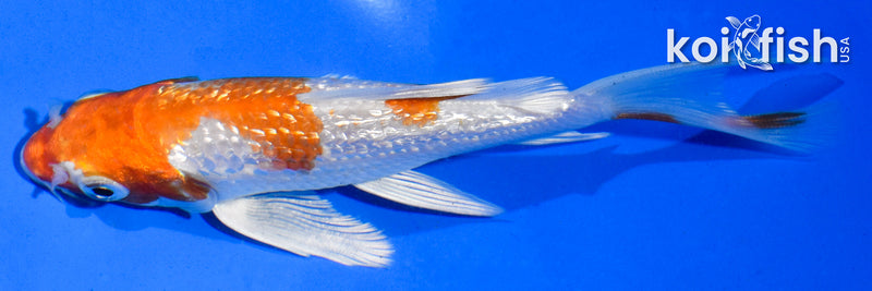 5" GINRIN HARIWAKE BUTTERFLY