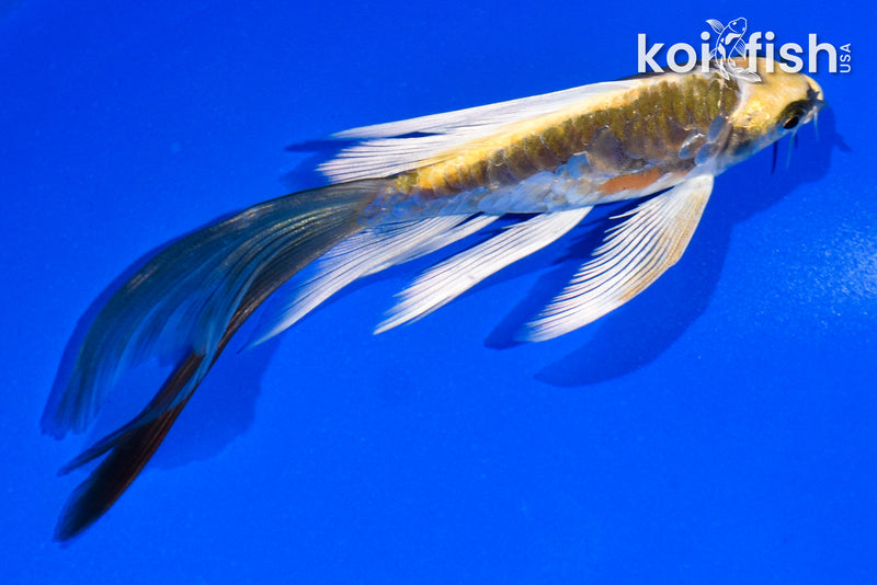 5" ARAGOKE KIN KIKOKURYU BUTTERFLY