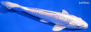7.5" GINRIN PLATINUM OGON