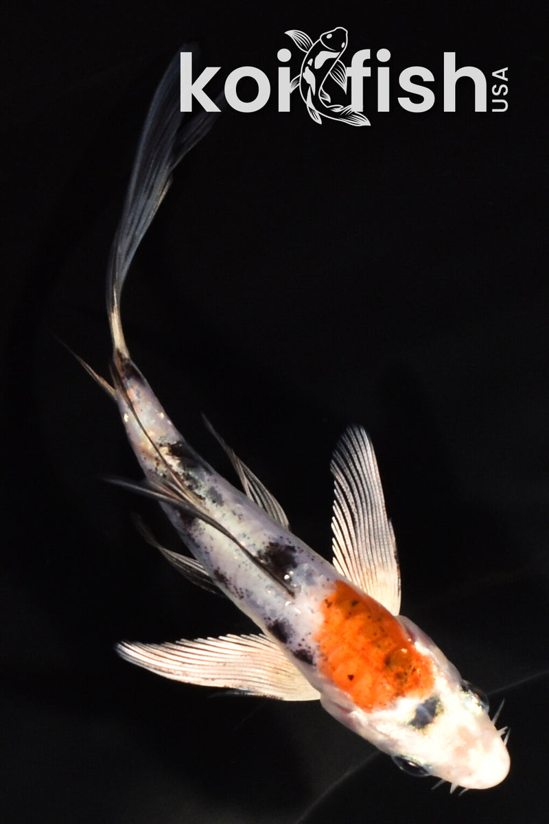 5" HEISEI NISHIKI BUTTERFLY