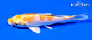 5.75" LEMON HARIWAKE