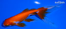 5.75" WATONAI GOLDFISH