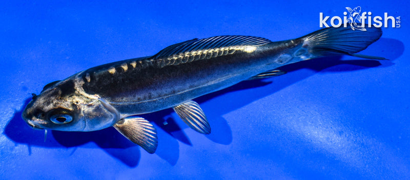 5" KIKOKURYU