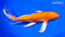 9" GINRIN ORENJI OGON BUTTERFLY