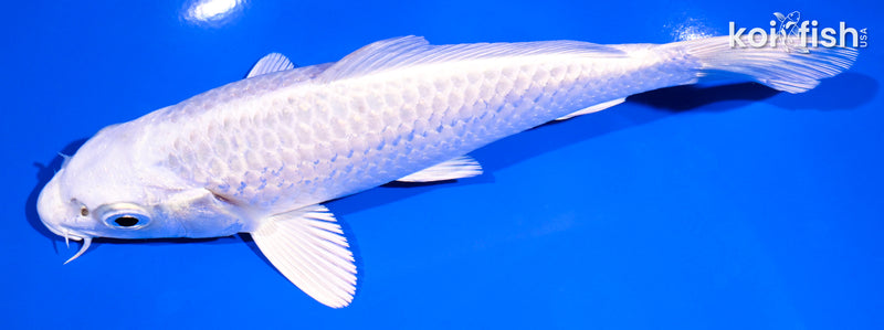 6.75" PLATINUM OGON