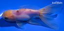 5" ORANDA GOLDFISH