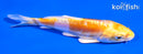 5" LEMON HARIWAKE