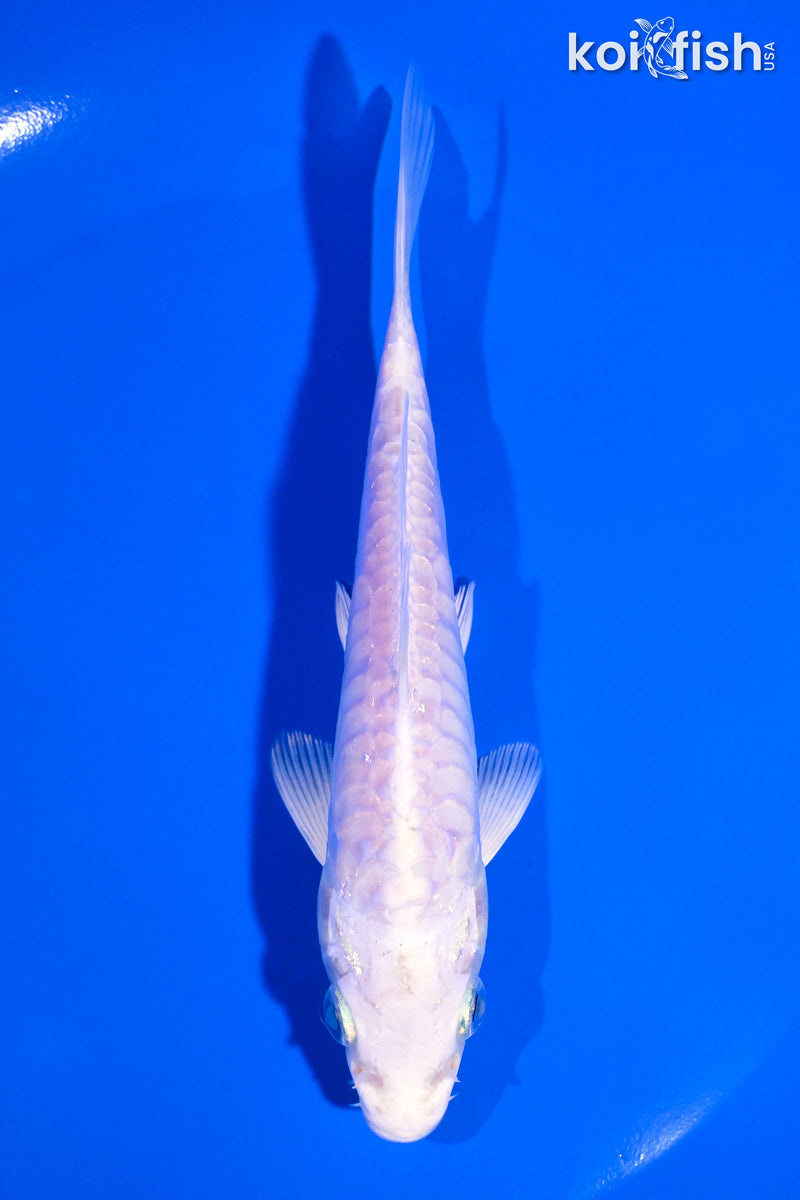 5.5" DOITSU PLATINUM OGON