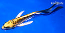 5.5" KIN KIKOKURYU BUTTERFLY