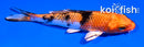 4" YAMATO NISHIKI