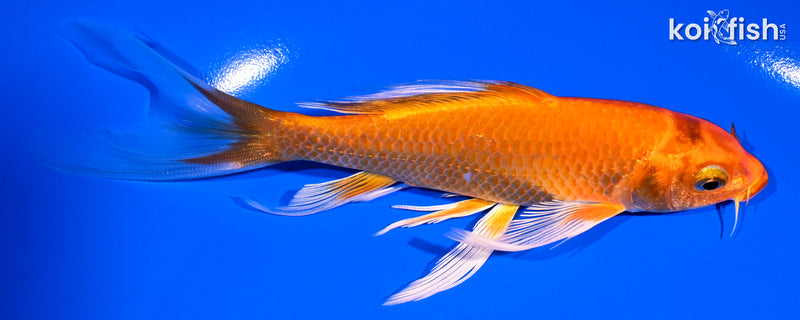 6" HARIWAKE BUTTERFLY