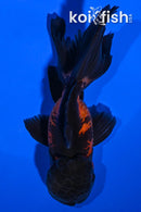5" ORANDA GOLDFISH