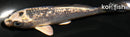 4.25" GINRIN GIN MATSUBA