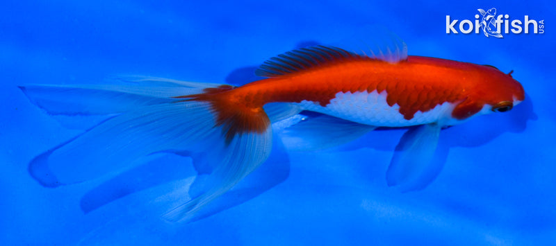 5.5" WAKIN GOLDFISH