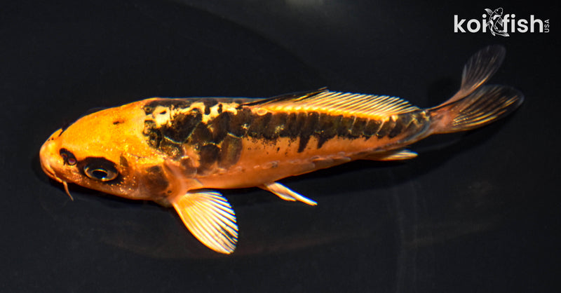 5.5" ARAGOKE ORENJI MATSUBA