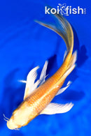 7.5" YAMABUKI OGON BUTTERFLY