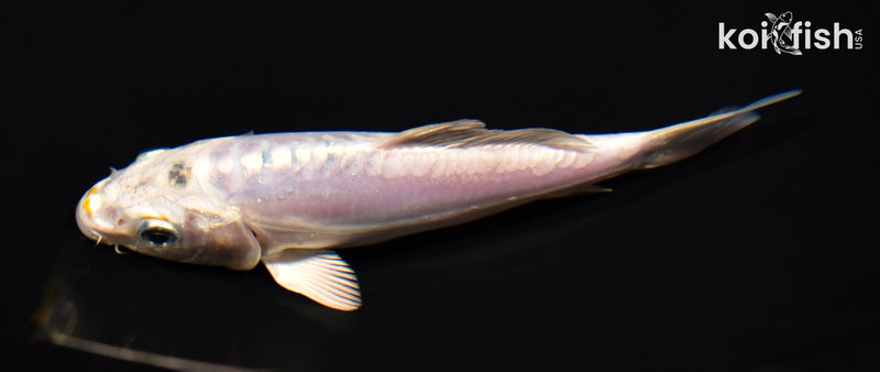 5.5" DOITSU PLATINUM OGON
