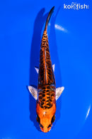 5.75" ARAGOKE BENI KIKOKURYU