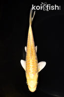 6" YAMABUKI OGON
