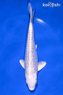 6.5" GINRIN PLATINUM OGON