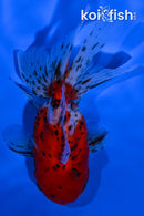 4.75" CALICO ORANDA GOLDFISH